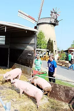 Vor dem Bauwerk von 1889 f&uuml;hlen sich die Schweine wohl. Besonders die jungen Besucher finden an den Borstentieren gefallen. - &copy; Foto: S&ouml;lter