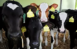 Delbr&uuml;ck: K&auml;lberm&auml;ster zieht vor Gericht - &copy; DELBR&Uuml;CK