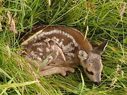 Junge Rehe sind so oft kaum zu sehen. Landwirte sind verpflichtet, Wiesen vor dem Mähen abzusuchen. - © FOTO: DPA