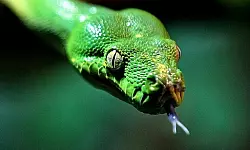 Wenn Tiere gehortet werden - &copy; OWL