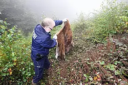 Polizeihauptkommissar Rudolf Peitzmann zeigt das Fell eines get&ouml;teten Rothirsches. - &copy; FOTO: PETER STEINERT