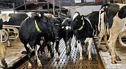 Spaltenb&ouml;den aus Holz oder Beton sind in der Tiermast weit verbreitet. Die F&auml;kalien fallen nach unten durch. - &copy; FOTO: DPA