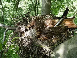 Trauriger Fund: Der tote Altvogel im Nest. - &copy; Foto: Privat