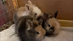 So sahen die drei verwaisten Baby-Kaninchen kurz nach ihrer Rettung vor knapp einem Monat aus. Klein, wuschig und versch&uuml;chtert. - &copy; Tierheim Vlotho