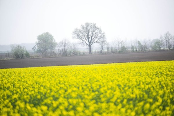 Die nächsten Tage werden grau und häufig regnerisch in Nordrhein-Westfalen. (Symbolbild) - © Sina Schuldt/dpa