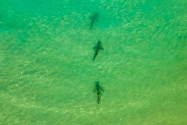 In einer Gegend im Norden Israels sammeln sich zwischen November und Mai Sandbank- und Schwarzhaie. (Archivbild) - © Ariel Schalit/AP/dpa