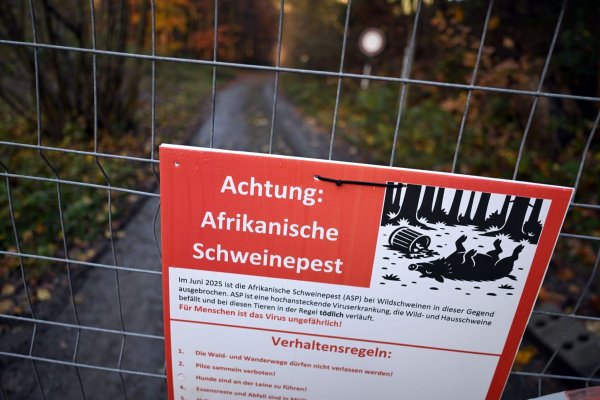 Zäune sollen die Schweine lenken, Schilder die Besucher zum richtigen Verhalten im Ausbruchsgebiet anhalten. - © Federico Gambarini/dpa