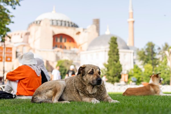Straßenhunde in Istanbul sollen künftig nicht mehr gefüttert werden dürfen. (Archivbild) - © Francisco Seco/AP/dpa