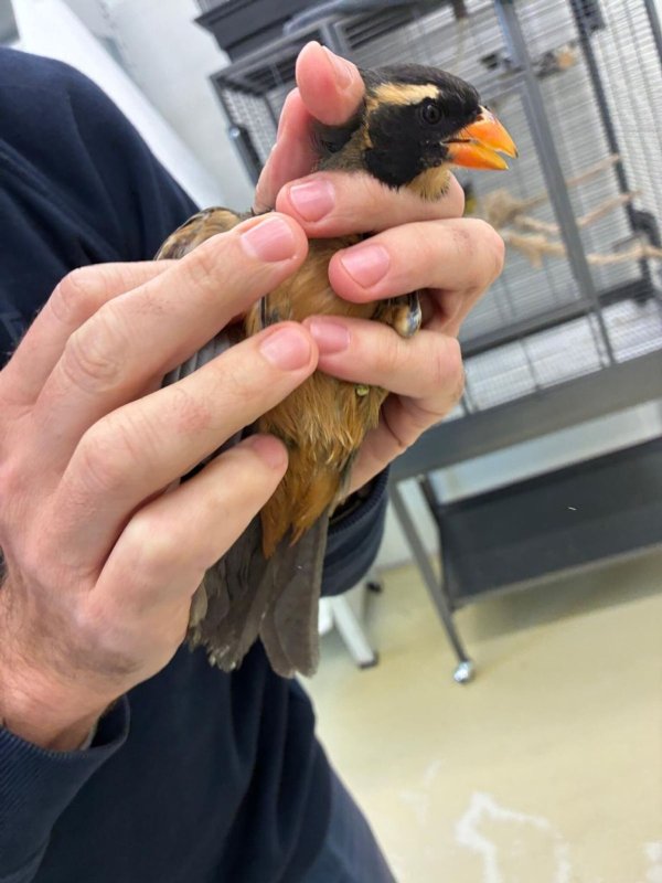 Insgesamt wurden sieben Singvögel im Gepäck der Reisenden entdeckt. - © -/Bayerische Kontrollbehörde für Lebensmittelsicherheit und Veterinärwesen/dpa