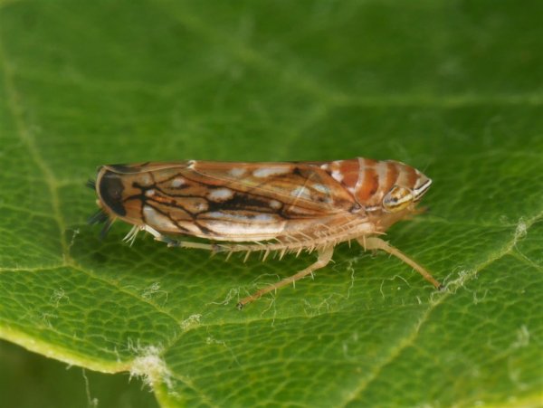 Die Amerikanische Rebzikade überträgt die Krankheit. - © Olaf Zimmermann/Landwirtschaftliches Technologiezentrum Augustenberg /dpa