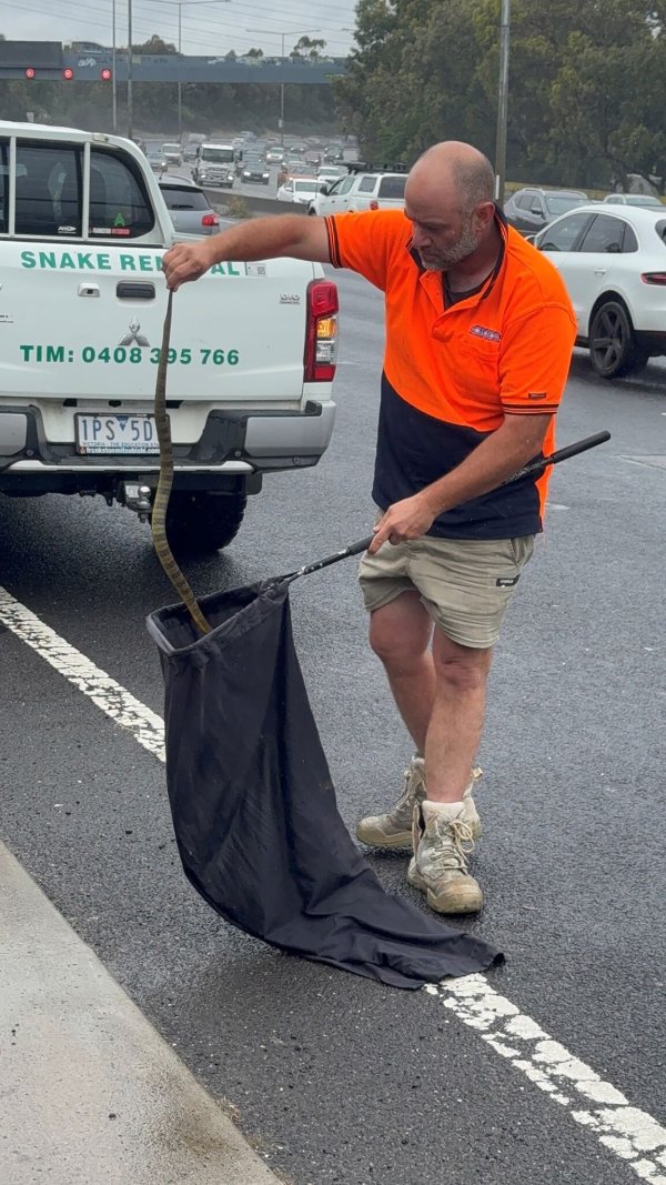 In Australien musste sich eine Frau vor einer tödlichen Giftschlange aus ihrem Auto retten. (Foto Handout) - © --/Victoria Police/dpa