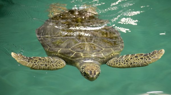 Wasserschildkröte - © Foto: Kay Nietfeld dpa