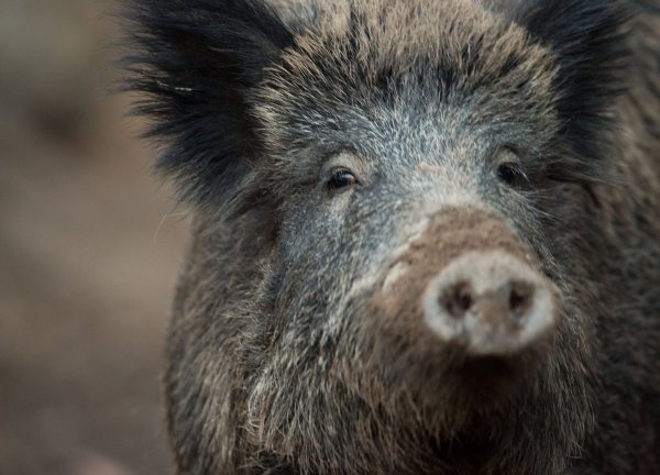 Wildschwein - © Foto: Lino Mirgeler/dpa