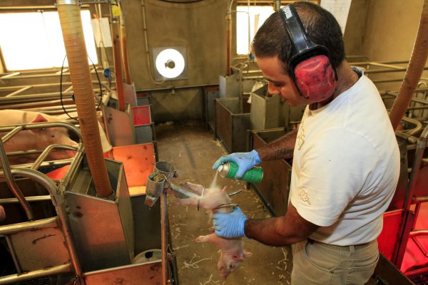 Wegen des Höfesterbens in der deutschen Schweinezucht fordert ein Experte ein Komplettverbot der Ferkel-Kastration und hochwertigere Premium-Angebote für den Schweinefleisch-Markt. - © Henk Riswick/LFD Holding /dpa