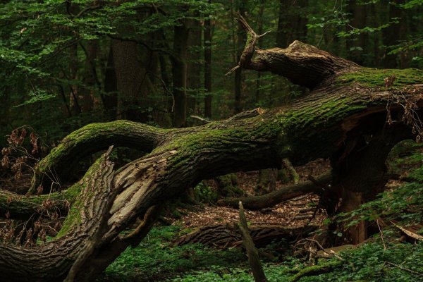 - © Symbolfoto: Pixabay