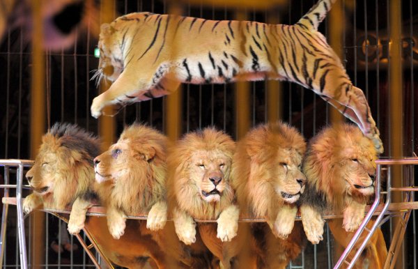 Kommunen dürfen einem Zirkus nicht die Aufführung untersagen, nur weil auch Wildtiere gezeigt werden. - © dpa