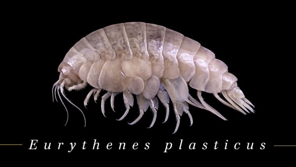 Flohkrebs «Plasticus» - © Foto: -/WWF/dpa