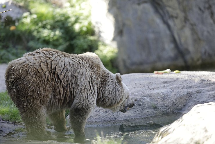 Bärin Jule und viele andere Tiere sind im Tierpark Olderdissen zu bestaunen. - © Kirsten Fuhrmann