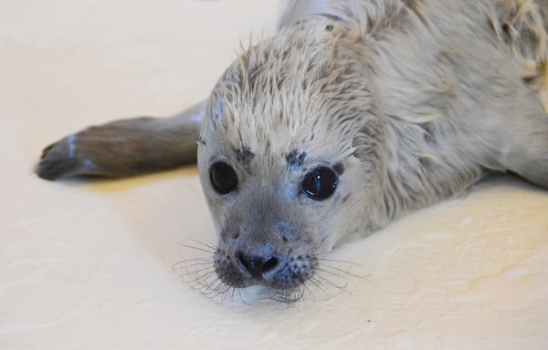 Der kleine Heuler Bosse ist als erster Heuler der diesjährigen Geburtensaison in der Seehundstation Friedrichskoog aufgenommen worden. - © Seehundstation Friedrichskoog/dpa