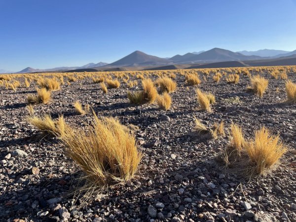 Die Atacama ist eine der trockensten Gegenden der Welt. Was nicht bedeutet, dass es dort keine Pflanzen oder Tiere gäbe, die sich an die widrigen Bedingungen angepasst haben. - © Manuel Meyer/dpa-tmn/dpa