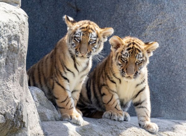 Im Zoo in Köln gab es erstmals seit elf Jahren zwei Jungtiere bei den Amurtigern. (Archivbild) - © Thomas Banneyer/dpa