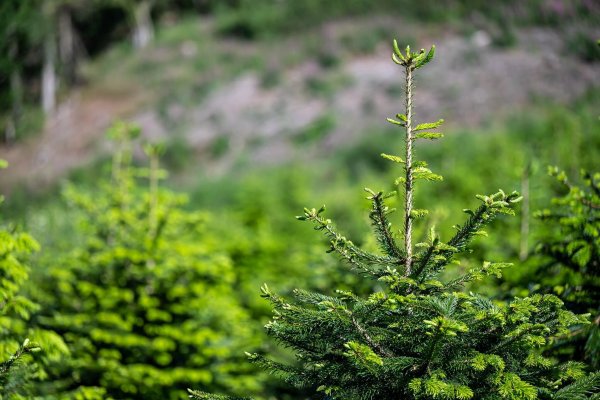 Die landesweit größte Flächen für Weihnachtsbaumkulturen gab es im Hochsauerlandkreis. (Archivbild) - © Markus Klümper/dpa