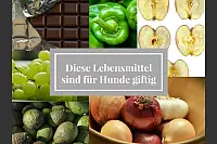 Diese Lebensmittel sind für Hunde giftig - © Kirsten Fuhrmann(LZ)