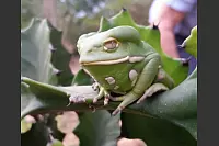 Gut getarnt: Auch in Südamerika gibt es zahlreiche Laubfroscharten. - © Kirsten Tirre