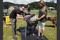 Shetlandponyturnier in Vahlhausen - © Daniela Cremer