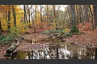 Goldener Herbst in Lippe - © Martin Düsterberg