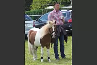 Shetlandponyturnier in Vahlhausen - © Daniela Cremer