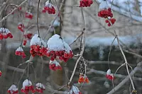 Winter - &copy; Leserfotos