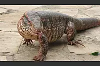 Der rote Teju lebt im mittleren und nördlichen Südamerika.Vor Echsen sollte man also besser keine Angst haben. Der rote Teju wird über einen Meter lang und wiegt bis zu zehn Kilo. - © Pankratz