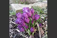 Frühlingsboten im Garten von Dagmar Böke. - © Dagmar Böke