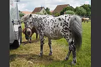 Shetlandponyturnier in Vahlhausen - © Daniela Cremer