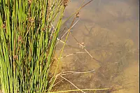 "NaturZeitReise" im Schwalenberger Wald. - © Silke Buhrmester