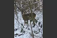 Ein seltener Gast am winterlichen Wall in Lemgo. - &copy; Vera Rehberg