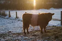 Winter - &copy; Leserfotos