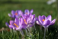 Aufgeblühte Krokusgruppe aus dem Garten von Dietmar Leweke. - © Dietmar Leweke