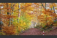 Goldener Herbst in Lippe - © Martin Düsterberg