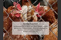 Diese Lebensmittel sind für Hunde giftig - © Kirsten Fuhrmann(LZ)