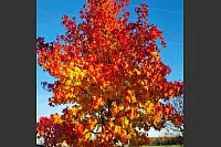 Goldener Herbst in Lippe - © Kirsten Fuhrmann