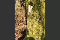 herz im Baum - &copy; Silke Buhrmester