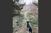 Pfad durch den Wald auf der ersten Etappe des Lipperlandweges - &copy; Silke Buhrmester