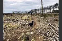 Zwischen D&ouml;rentrup und Barntrup geht es durch sturmgesch&auml;digtes Gebiet. Hier steht kein Baum mehr - &copy; Silke Buhrmester