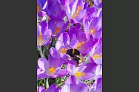 So viel Blume zieht an. - © Bettina Klusmann