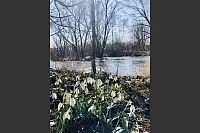 Auch in Paderborn lässt sich der Frühling blicken. Hier ein Bild aus dem Schloß- und Auenpark, in der Nähe der Alme-Lippe-Mündung. - © Sandra Oliveira