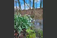 Schneeglöckchen am Meschesee in Heidenoldendorf. - © Evi Pauls