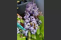 Auf dem Balkon von Ingrid Braunholz tummeln sich die Bienen an einer fast ausgeblühten Hyazinte. - © Ingrid Braunholz