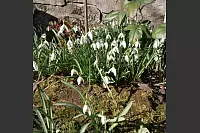 Frühlingsboten im Garten von Dagmar Böke. - © Dagmar Böke